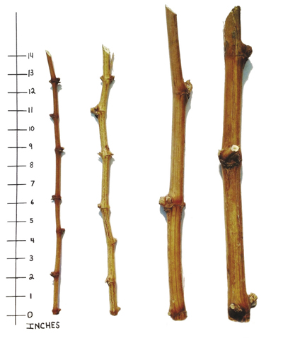 Photograph showing two appropriate cuttings for propagation and two inappropriate cuttings.