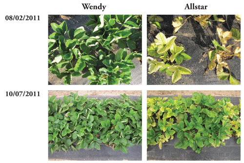 Photos of leaf color of Wendy and Allstar strawberries before and two months after iron chelate application.