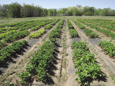 Photo of a plastic-covered planting system.