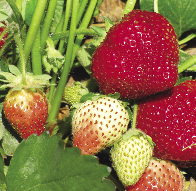 Photo of strawberry plant.