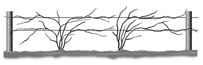 Fig. 01: Illustration showing blackberry canes arranged in a fan pattern and trained to a trellis.