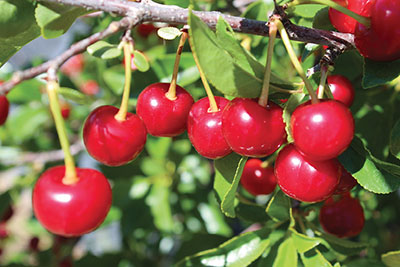 Photograph of bush cherries.