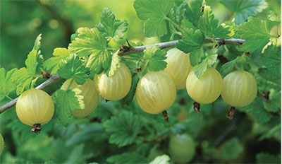 Photograph of a cluster of gooseberries.