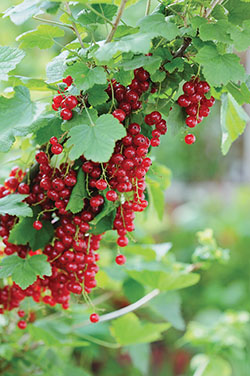 Photograph of a cluster of red currants.