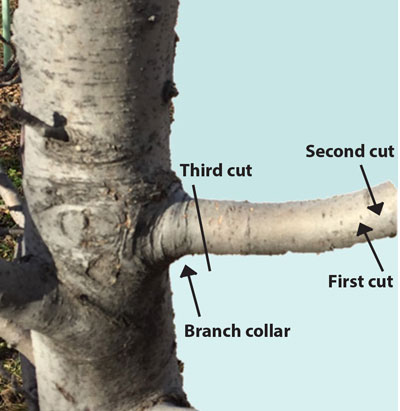 Fig. 2: Photograph showing branch collar and three steps of removing a branch.