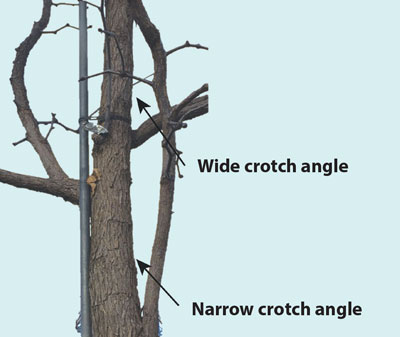 Fig. 3: Photograph showing branches with wide or narrow crotch angles.