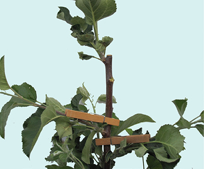 Fig. 4: Photograph showing clothespins used to increase branching angle.