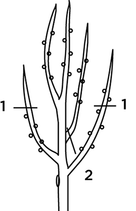 Heading cuts (1) remove only part of a branch or shoot, while thinning cuts (2) remove the whole branch or shoot.