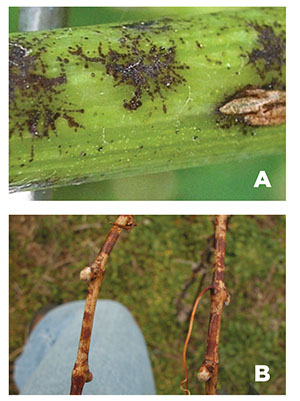 Fig. 04A: Photograph of a growing green grapevine shoot with active powdery mildew infection sites. Fig. 04B: Photograph of dormant grape canes with discolored “scars.”