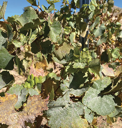 Fig. 05: Photograph of advanced, late-season (post-harvest) powdery mildew-infected grapevine canopy.
