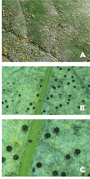 Fig. 06A: Photograph of a leaf with many small, whitish chasmothecia. Fig. 06B: Photograph of a leaf with many small, black, mature chasmothecia. Fig. 06C: Photograph of a leaf with many small, black, mature chasmothecia.