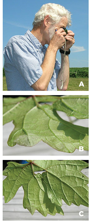 Fig. 07A: Photograph of a person inspecting a leaf with a hand lens. Fig. 07B: Photograph of the underside of a leaf viewed at an angle. Fig. 07C: Photograph of the underside of a leaf.