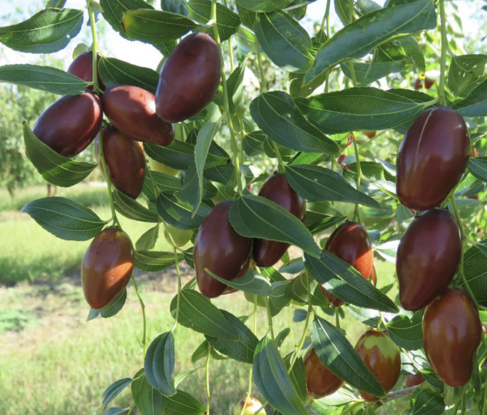 Photograph of jujube fruit on the tree.