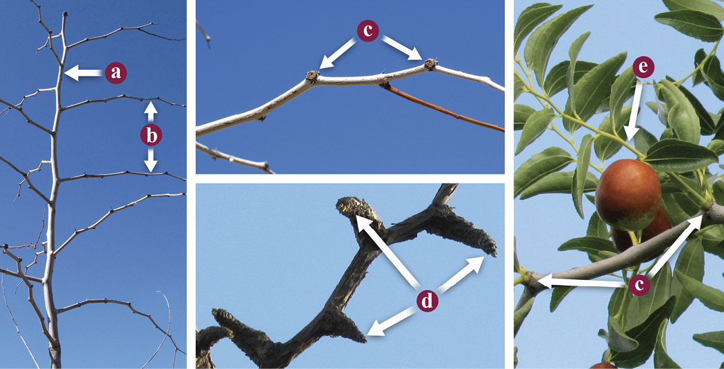 Fig. 01: Photographs of a jujube main shoot with secondary shoots, branches with mother bearing shoots and fruiting spurs, and a branch with a fruit-bearing shoot.