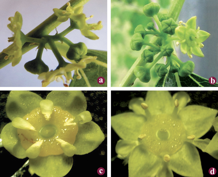 Fig. 02: Photographs of jujube flower clusters and individual flowers.