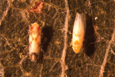 Fig. 1: Photograph of two species of grape leafhoppers. Variegated leafhopper (left) and the common western grape leafhopper (right) on a grape leaf.