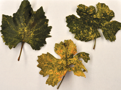 Fig. 2: Example of leafhopper damage on grape leaves: 'light' (top left), 'moderate' (top right), and 'heavy' (bottom, center).