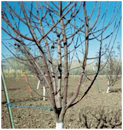 Photo of a five-year-old apple tree without any training or pruning; it is crowded with multiple trunks that have narrow crotch angles and could break easily when bearing a heavy crop. 