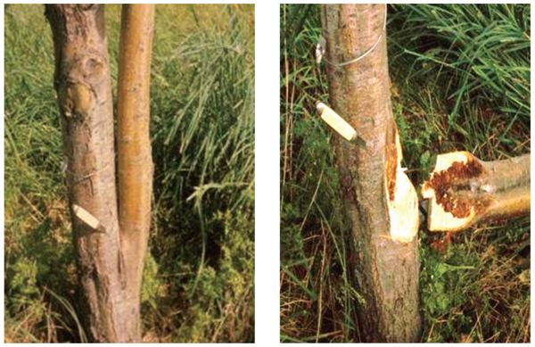 Photos of the weak connection of a narrow angle between the branch and trunk.