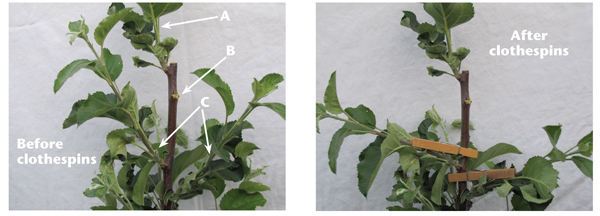 Photos of using clothespins to widen branching angles, before (left) and after clothespins (right): A. central leader, B. strong and competitive shoot with narrow angle next to central leader has been removed, C. useful shoots for permanent branches.