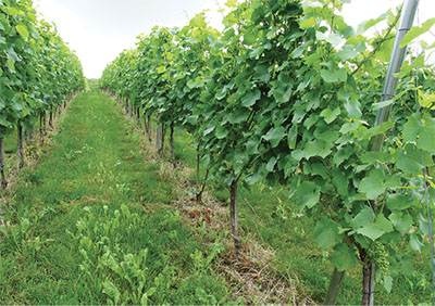 Fig. 02: Photograph of a mature vineyard with residential ground cover vegetation.