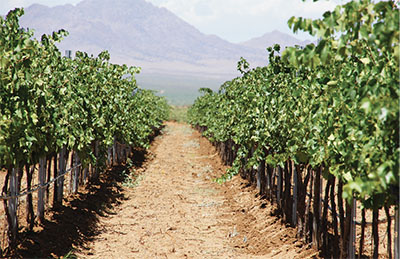 Fig. 03: Photograph of a mature vineyard with no ground cover vegetation.