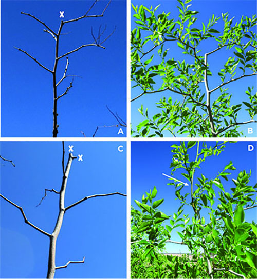 Figure 2A: Photograph showing example of jujube pruning with one cut to the primary shoot. Figure 2B: Photograph showing growth from the secondary branch in the growing season without a new primary shoot after one cut. Figure 2C: Photograph showing example of jujube pruning with two cuts to the primary shoot. Figure 2D: Photograph showing growth of new primary shoot in the growing season after two cuts during winter pruning. 
