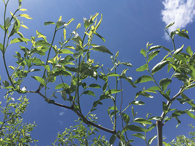 Figure 4: Photograph showing fruiting spurs growing as primary shoots on a secondary branch.