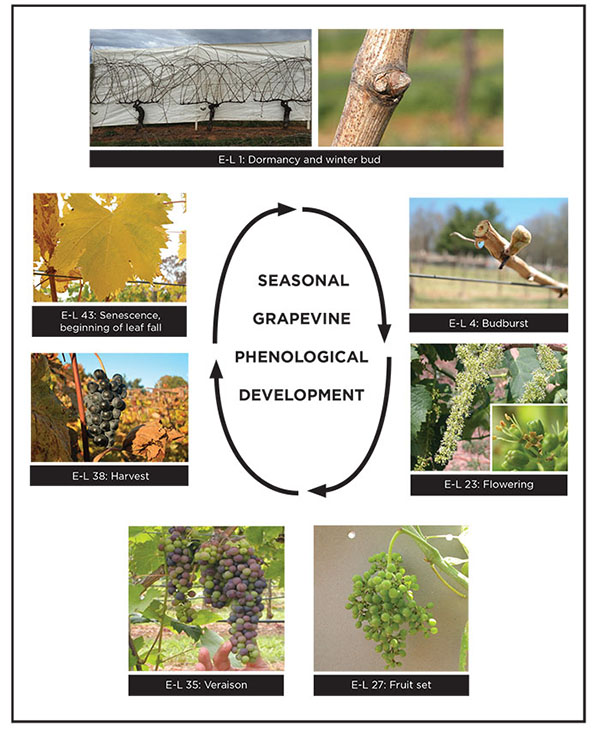 Figure 01: Diagram with photos illustrating the seasonal grapevine phenological development cycle.