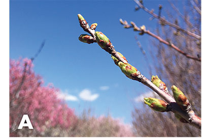 Figure 06A–C: Photographs of terminal bud of peach (A), terminal bud peach blossom (B), and grape cane pruned back to a bud just prior to budburst in the spring (C).