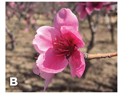 Figure 06A–C: Photographs of terminal bud of peach (A), terminal bud peach blossom (B), and grape cane pruned back to a bud just prior to budburst in the spring (C).
