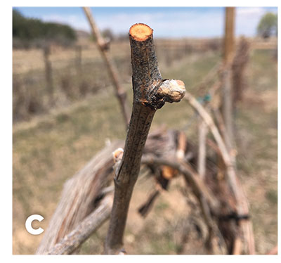Figure 06A–C: Photographs of terminal bud of peach (A), terminal bud peach blossom (B), and grape cane pruned back to a bud just prior to budburst in the spring (C).