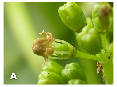 Figure 07A–B: Photograph of calyptra or “cap” just after it has detached from the base of the grape flower (A), and has been completely shed from the flower, exposing the stamens and pistil (B).