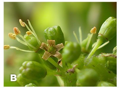 Figure 07A–B: Photograph of calyptra or “cap” just after it has detached from the base of the grape flower (A), and has been completely shed from the flower, exposing the stamens and pistil (B).