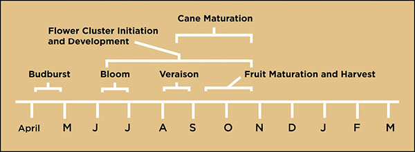 Figure 02: Diagram showing the annual cycle of grapevine growth.