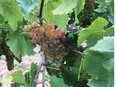 Figure 05: Photograph of overexposed, sunburned cluster of Chardonnay grapes.