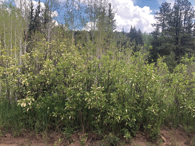 Fig. 01: Photograph of a stand of chokecherry shrubs.