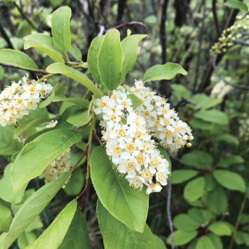 Fig. 02: Photograph of chokecherry flower clusters.
