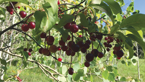 Fig. 03: Photograph of chokecherry berries on the shrub.