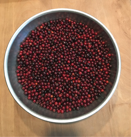 Fig. 04: Photograph of a bowl of cleaned and sorted chokecherries.