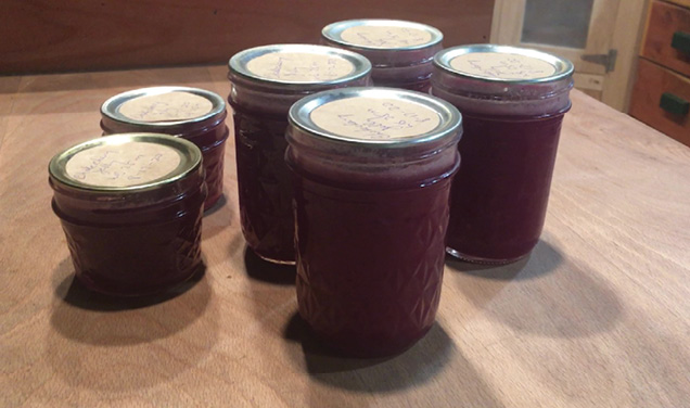Fig. 05: Photograph of several jars of chokecherry jelly.