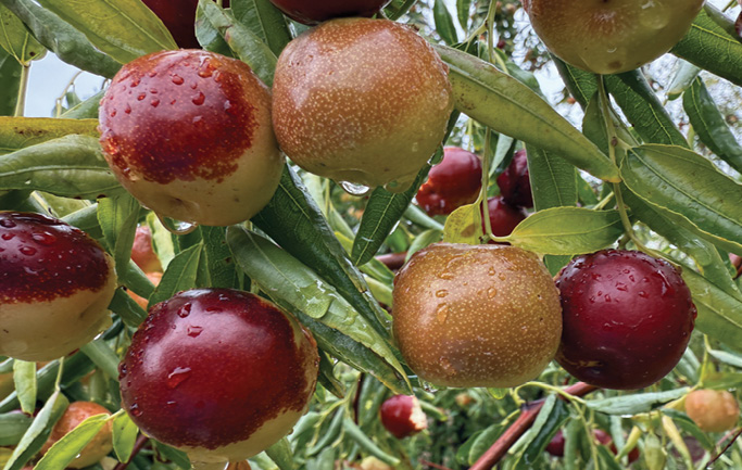 Fresh, ripe jujube with droplets of water on their skin, surrounded by green leaves.