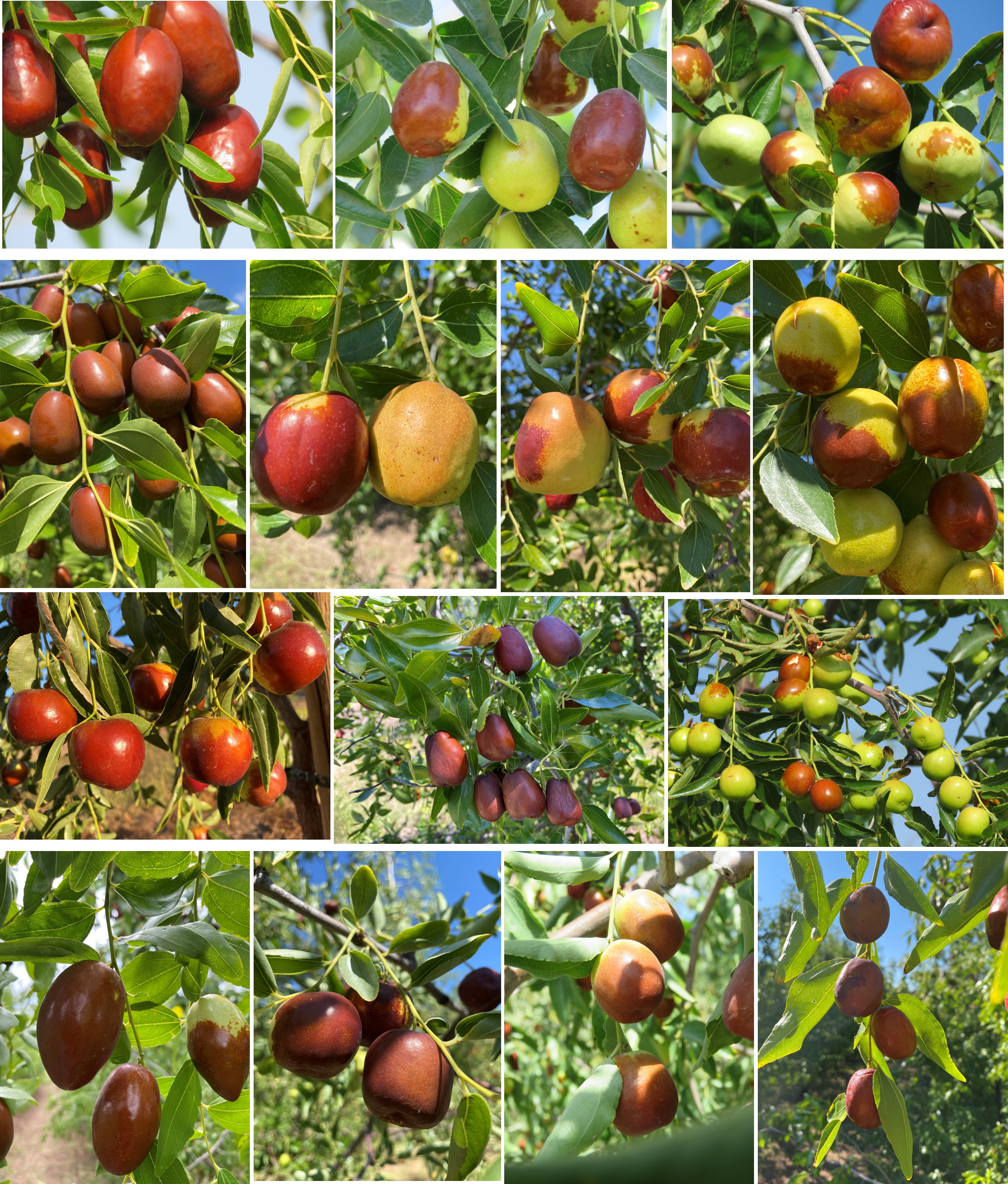 A collage of multiple jujube varieties in various stages of ripeness, showcasing their diverse colors and textures among green leaves.