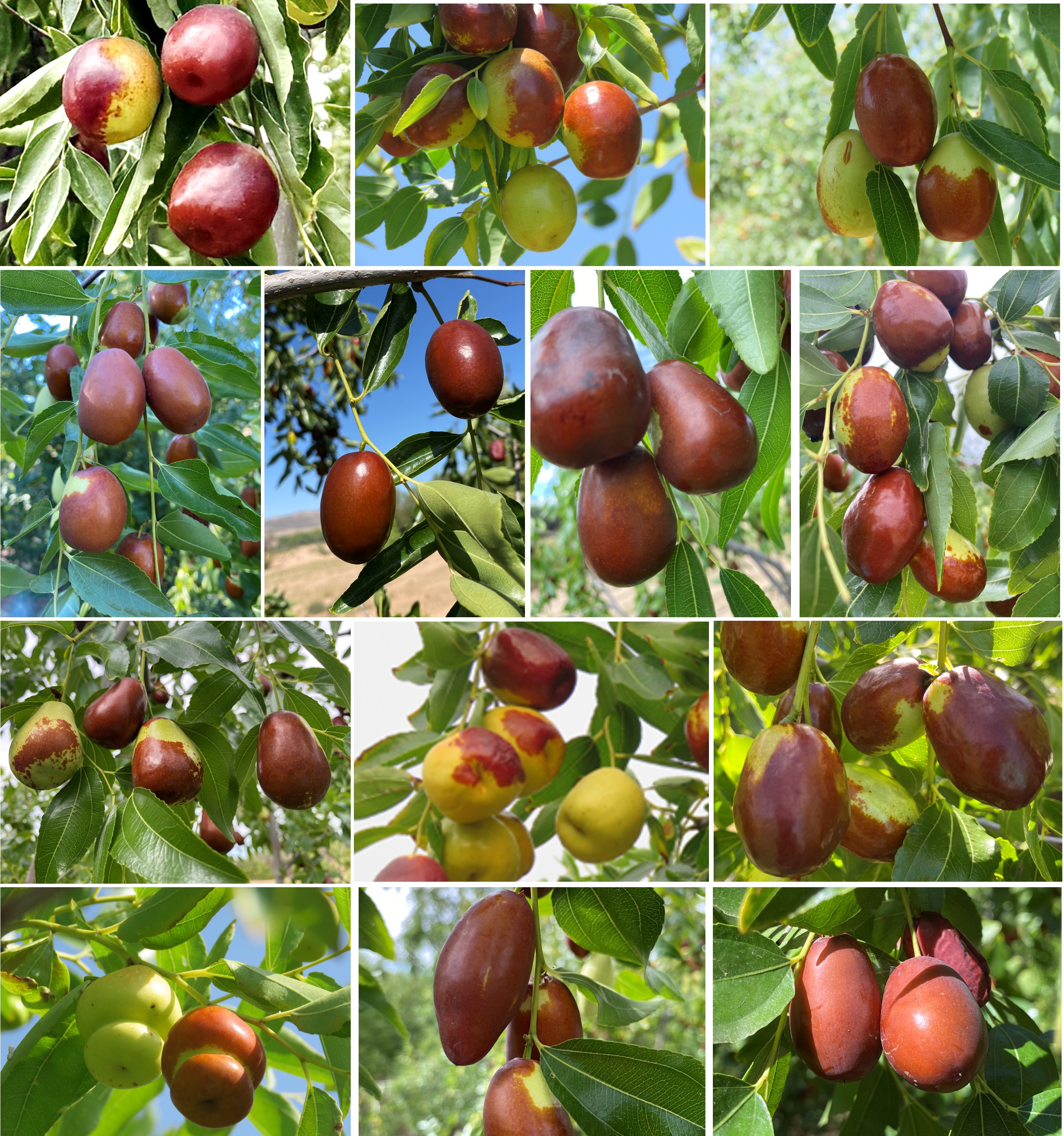 Second collage of multiple jujube varieties in various stages of ripeness, showcasing their diverse colors and textures among green leaves.