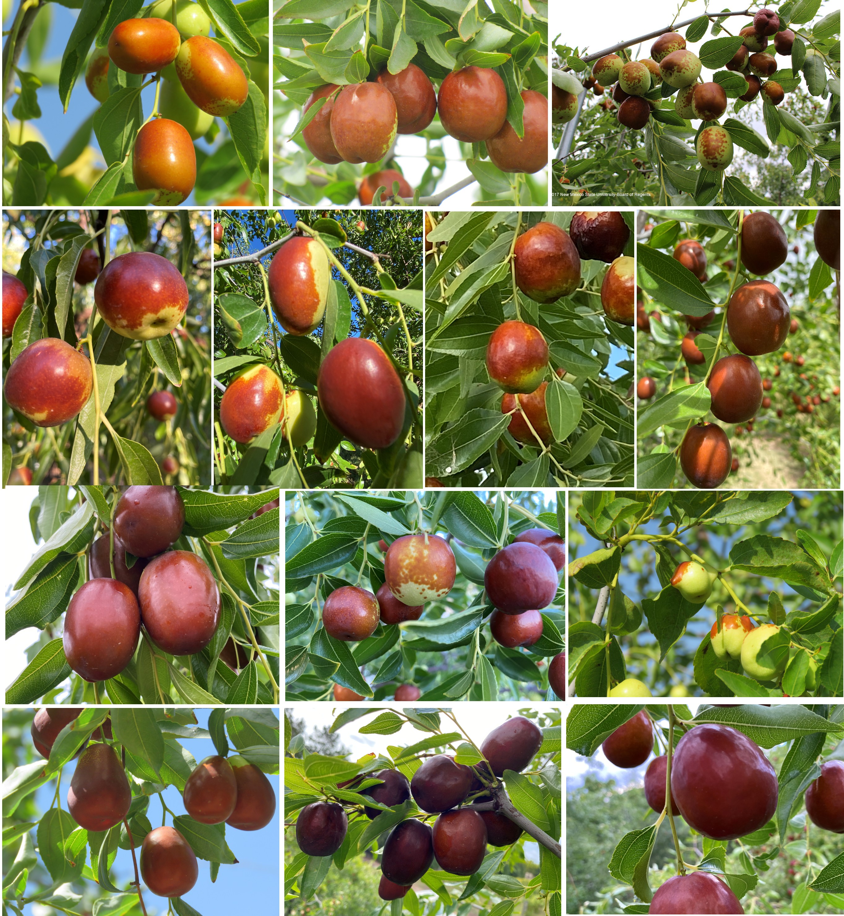 Third collage of multiple jujube varieties in various stages of ripeness, showcasing their diverse colors and textures among green leaves.
