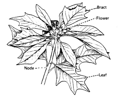 Fig. 1: Illustration of the parts of the poinsettia. 