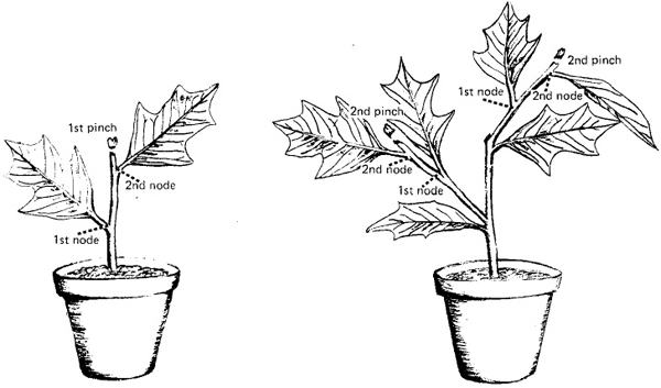 Fig. 2: Illustration of pinching the tips of new shoots in order to create a bushier plant. 