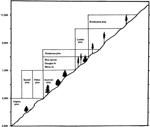 Fig. 1: Graph showing distribution of conifer species by evaluation.