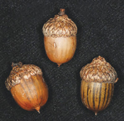 Figure 04: Photograph of Texas red oak acorns.