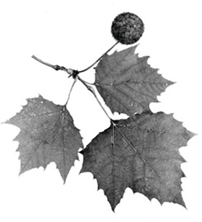 Figure 05: Photograph of American sycamore fruits and leaves.